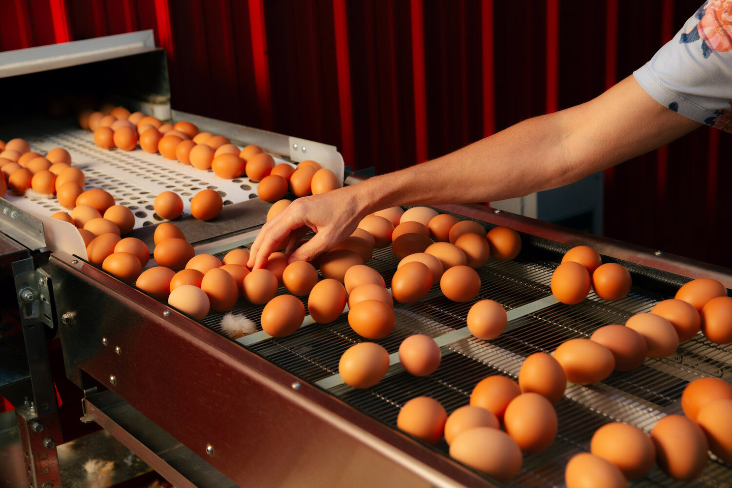 A close-up of a hand selecting brown eggs from a conveyor belt at an egg farm, with a red barn in the background.