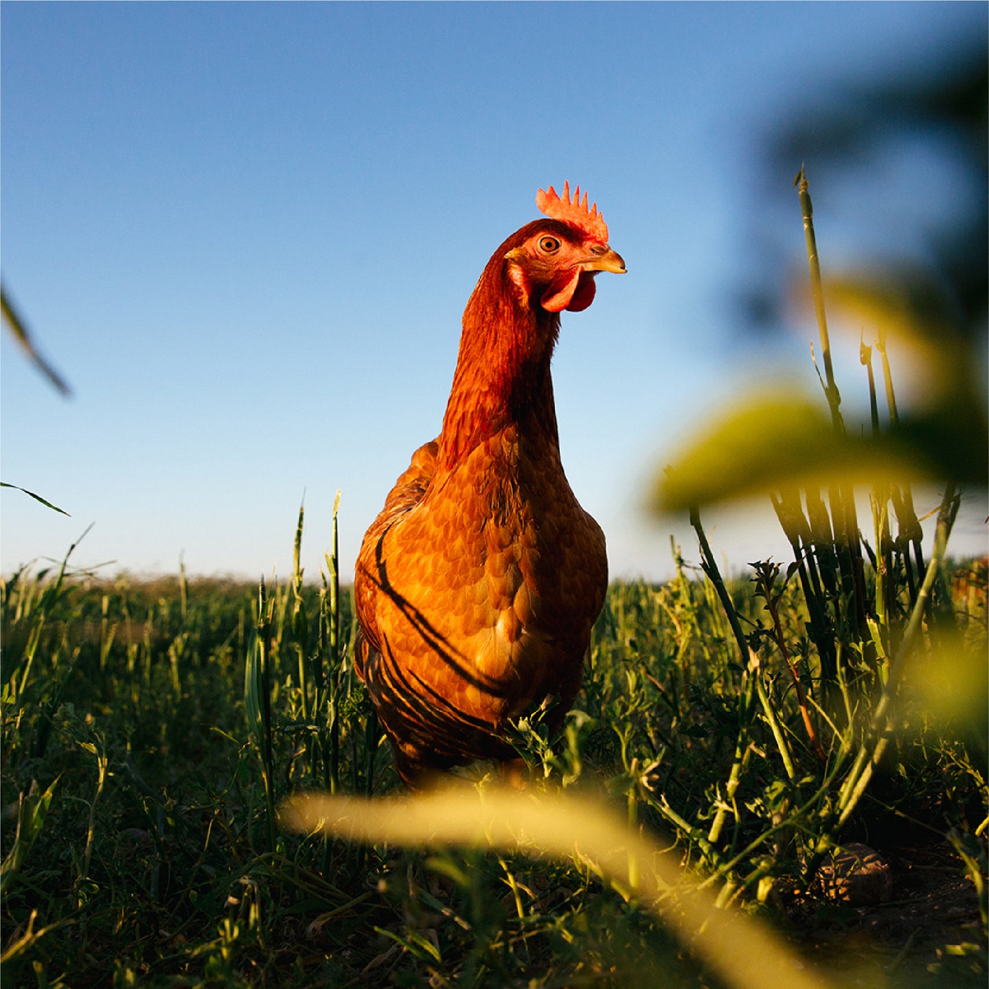 Image of chicken